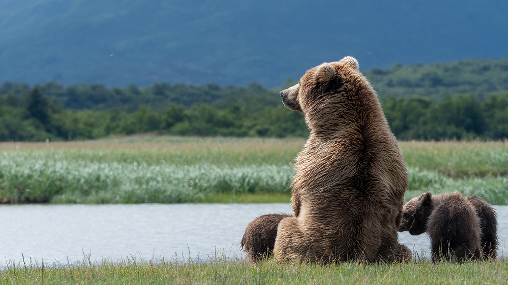 RT-BC - WILDLIFE (INFORMATION PACKAGE) 