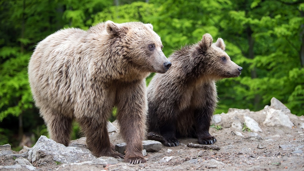 SÉCURITÉ À PROXIMITÉ D’ANIMAUX SAUVAGES ET D’INSECTES