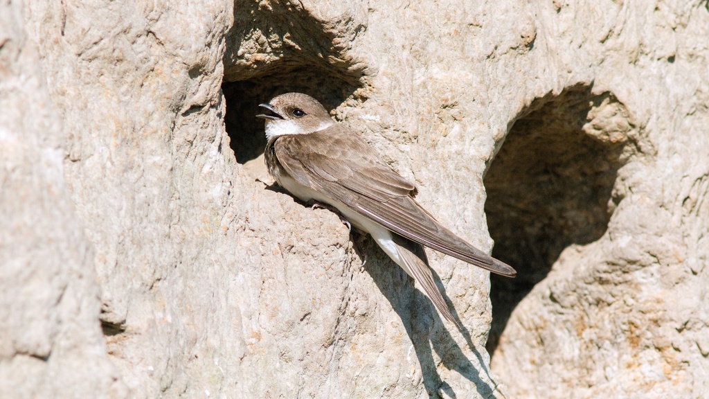 TACORA - BANK SWALLOW AWARENESS