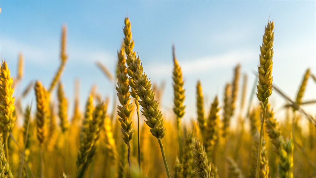 CARGILL BAIE-COMEAU - ACCUEIL ENTREPRENEURS