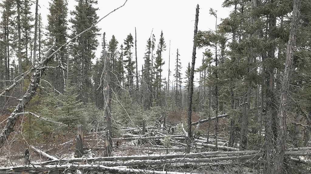 DHILMAR ÉLÉONORE - ENVIRONNEMENT SUPERVISEURS
